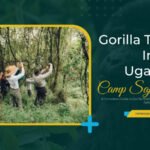 Gorilla Trekking in Uganda with Camp Saja Safaris