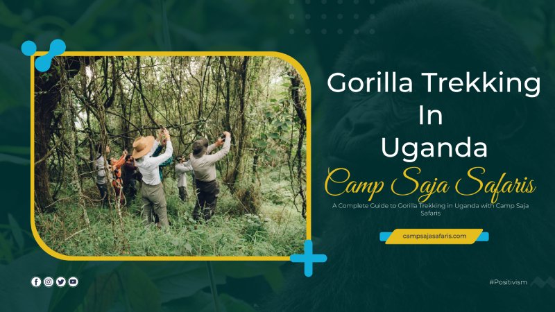 Gorilla Trekking in Uganda with Camp Saja Safaris