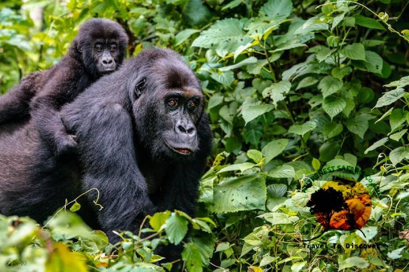 Rwanda gorilla safari tour