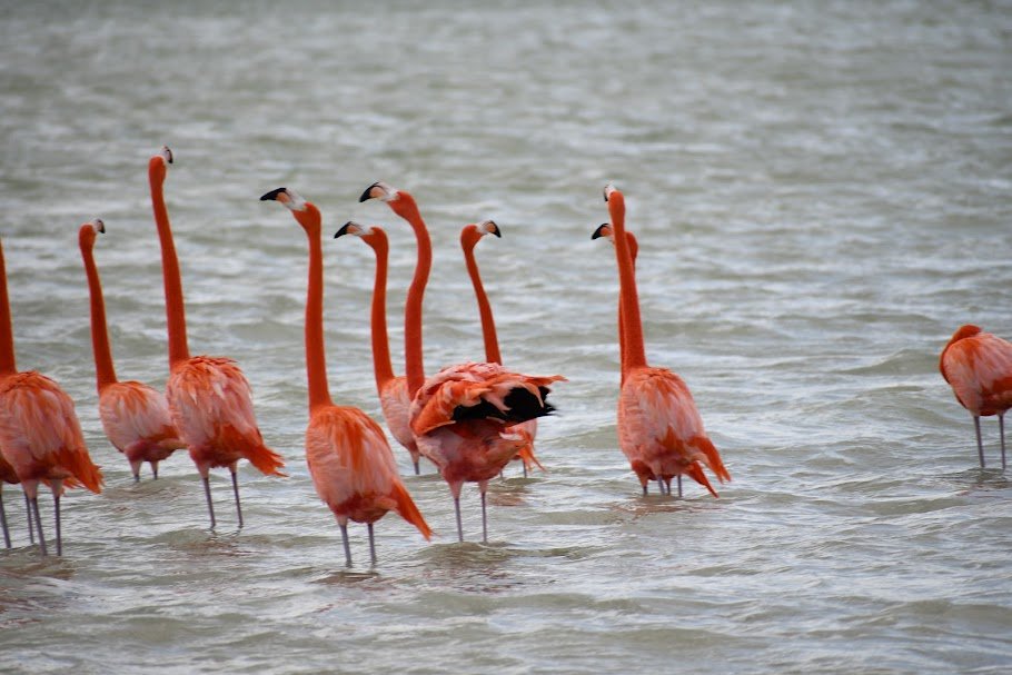 Flock of vibrant pink flamingos wading in the turquoise waters of Rio Lagartos.