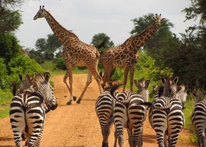 Uganda Holidays Safari