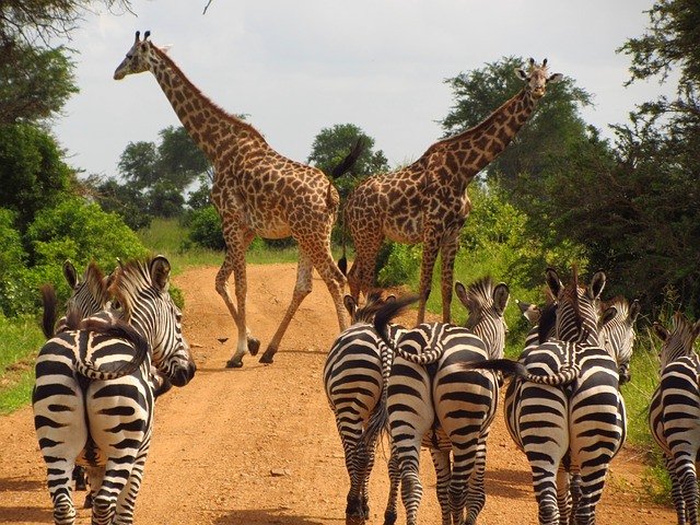 Uganda Holidays Safari