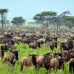 Kenya luxury safari