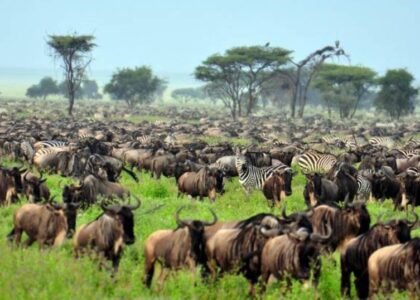 Kenya luxury safari