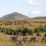 budget Masai Mara safari
