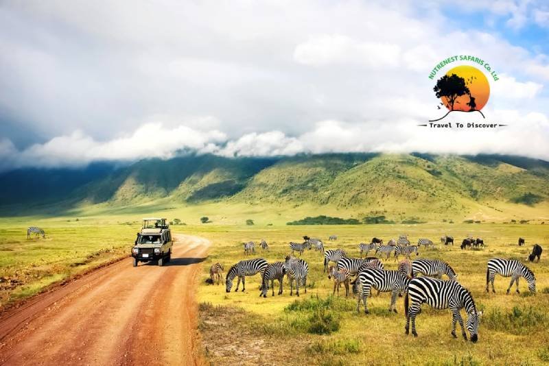 Tanzania-safaris