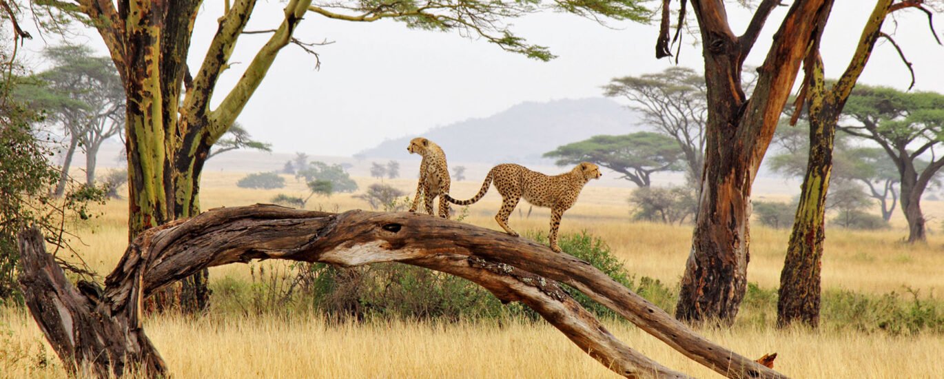 safari in Tanzania