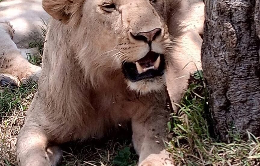 African Safari in Kenya