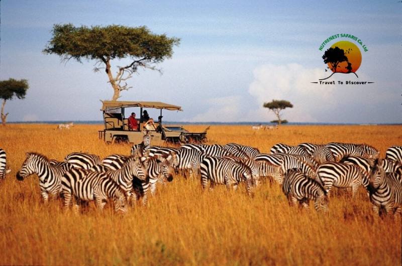 Kenya wildlife safari adventure