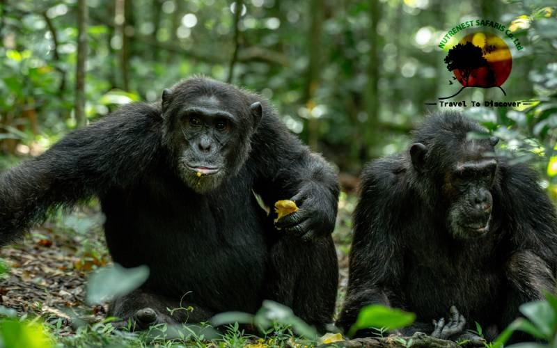 Chimpanzee Tracking in Kibale National Park