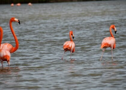 The Rio Lagartos Flamingo Pink Lakes