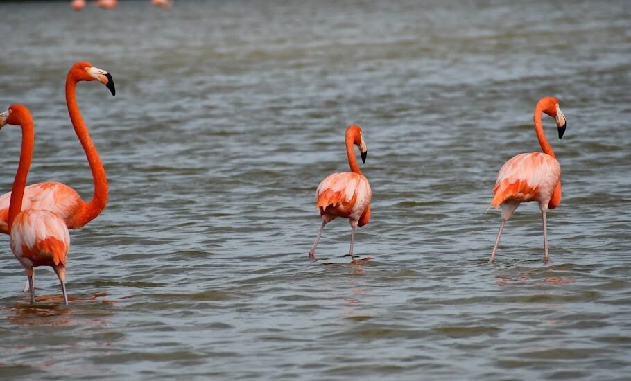 The Rio Lagartos Flamingo Pink Lakes